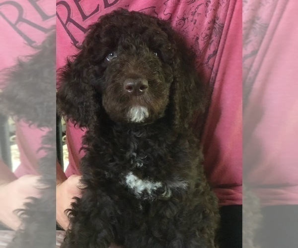 Medium Photo #1 Poodle (Standard) Puppy For Sale in KITTY HAWK, NC, USA