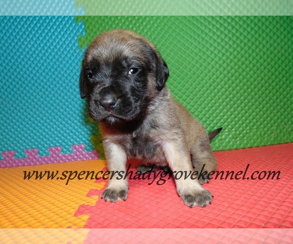 Medium Photo #3 Mastiff Puppy For Sale in CABOOL, MO, USA