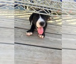 Puppy Zoey Great Dane