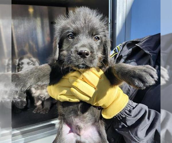 Medium Photo #1 German Wirehaired Pointer-Unknown Mix Puppy For Sale in San Antonio, TX, USA