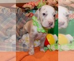 Puppy AKC Lana Great Dane
