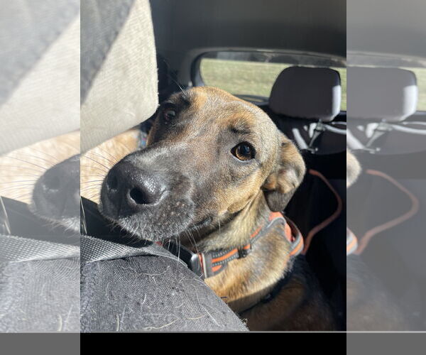 Medium Photo #4 Mutt Puppy For Sale in Tracy City, TN, USA