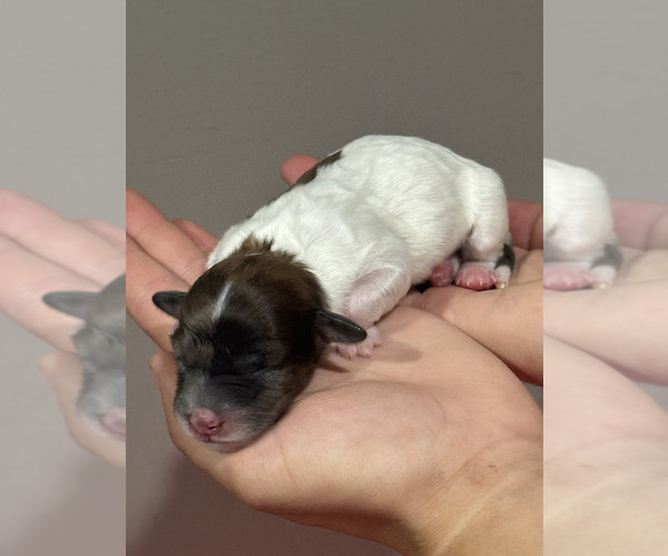 Medium Photo #3 Bernedoodle (Miniature) Puppy For Sale in LONGMONT, CO, USA