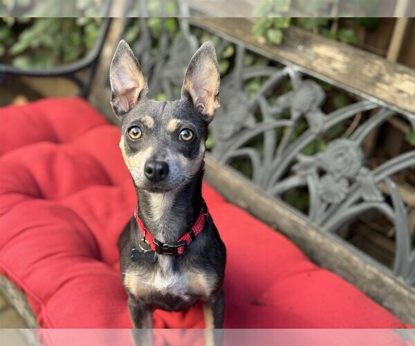 Medium Photo #3 Rat-Cha Puppy For Sale in Santa Clara, CA, USA