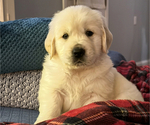 Puppy Maggie English Cream Golden Retriever