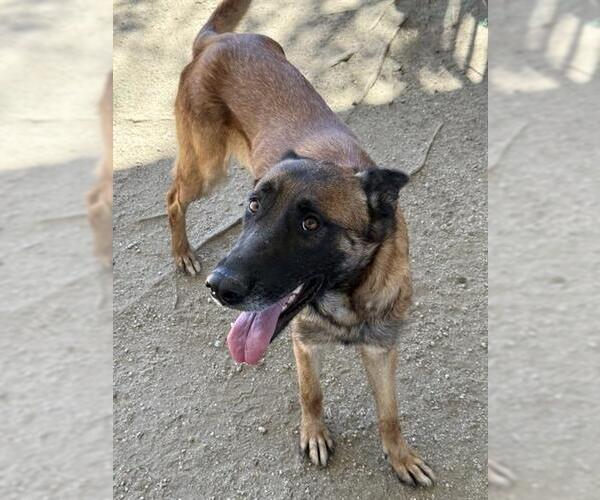 Medium Photo #3 Mutt Puppy For Sale in Riverside, CA, USA