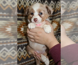 Medium Miniature Australian Shepherd
