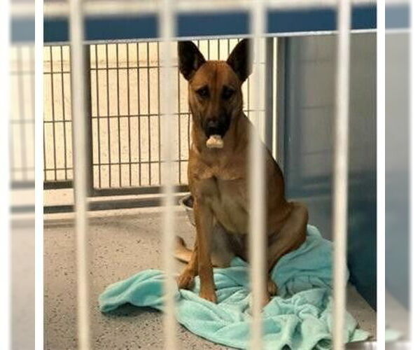 Medium Photo #2 German Shepherd Dog-Unknown Mix Puppy For Sale in Lake Forest, CA, USA