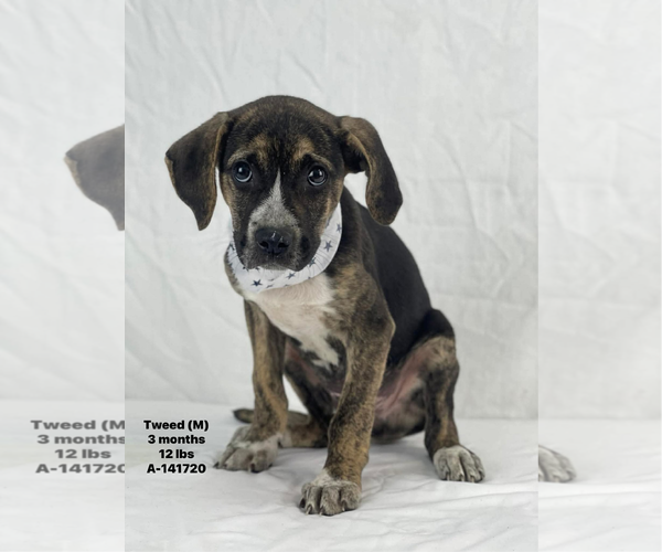 Medium Photo #1 Mutt Puppy For Sale in Woodbury, NY, USA