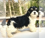Small Photo #2 Bernedoodle Puppy For Sale in CHATHAM, PA, USA