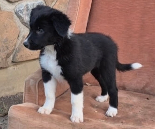 Medium Photo #2 Border-Aussie Puppy For Sale in BLUE RIVER, WI, USA
