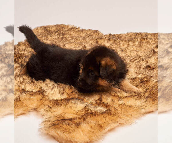 Medium Photo #25 German Shepherd Dog Puppy For Sale in ALICE, TX, USA