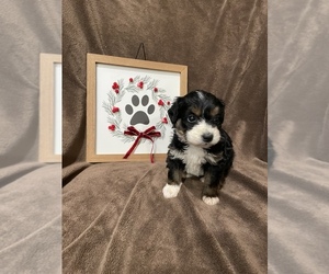 Bernedoodle (Miniature) Puppy for sale in SPRINGDALE, AR, USA