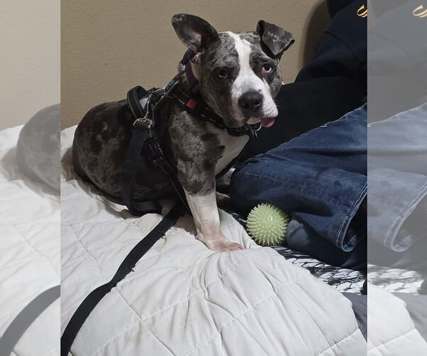 Medium Photo #1 American Pit Bull Terrier-Staffordshire Bull Terrier Mix Puppy For Sale in Princeton, MN, USA