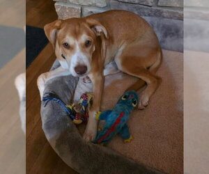 Libby - Female Labrador Retriever-Unknown Mix Dog for Adoption - Photo #2