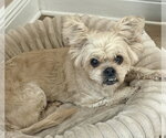 Small Photo #3 Shih Tzu-Unknown Mix Puppy For Sale in oakland, FL, USA