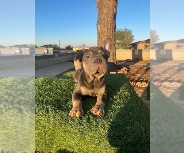 Medium Photo #50 French Bulldog Puppy For Sale in SANTA MONICA, CA, USA