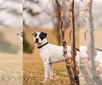 Small Photo #4 Great Dane-Labrador Retriever Mix Puppy For Sale in Princeton, MN, USA