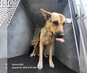 German Shepherd Dog-Unknown Mix Dogs for adoption in San Antonio, TX, USA