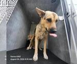 Small German Shepherd Dog Mix