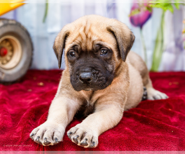 Medium Photo #5 Mastiff Puppy For Sale in WAKARUSA, IN, USA