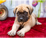 Small #4 Mastiff