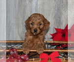 Small Photo #3 Goldendoodle-Poodle (Miniature) Mix Puppy For Sale in HONEY BROOK, PA, USA