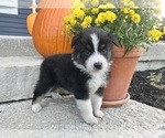 Small #1 Australian Shepherd