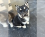 Small Photo #3 German Shepherd Dog-Siberian Husky Mix Puppy For Sale in SALUDA, SC, USA