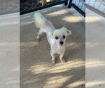Small Maltese