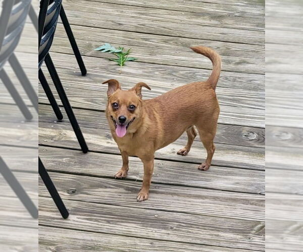 Medium Photo #4 Chiweenie Puppy For Sale in Rural Hall, NC, USA