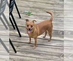 Small #3 Chiweenie
