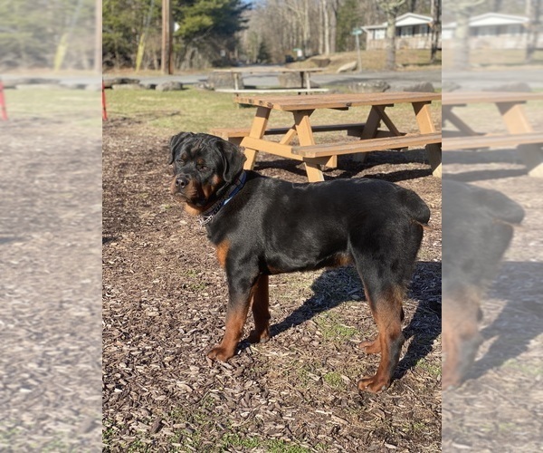 Medium Photo #1 Rottweiler Puppy For Sale in ALLENTOWN, PA, USA