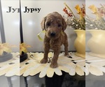Puppy JYPSY Goldendoodle