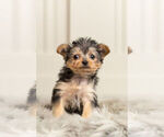 Small Photo #7 YorkiePoo Puppy For Sale in WARSAW, IN, USA