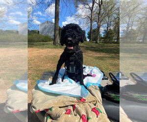 Doll - Female Poodle (Standard)-Unknown Mix Dog for Adoption - Photo #5