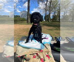 Small Photo #5 Poodle (Standard)-Unknown Mix Puppy For Sale in Shermans Dale, PA, USA