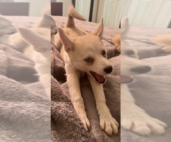 Medium Photo #235 Pomsky Puppy For Sale in LOVELAND, CO, USA