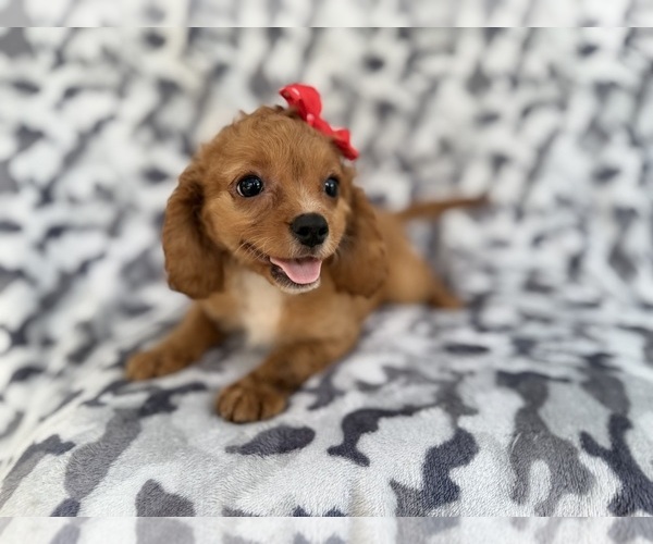 Medium Photo #3 Cavapoo (Miniature) Puppy For Sale in LAKELAND, FL, USA
