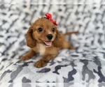 Small #2 Cavapoo (Miniature)