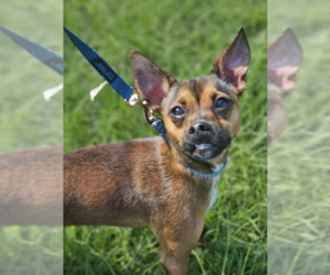 Chihuahua-Unknown Mix Dogs for adoption in Cranston, RI, USA
