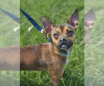 Small Chihuahua Mix