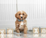 Small #4 Cavapoo