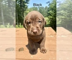 Puppy Black Labrador Retriever