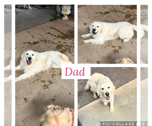 Father of the Golden Retriever puppies born on 09/30/2025