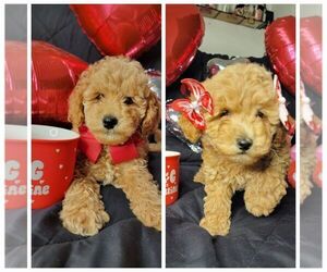 Goldendoodle (Miniature) Puppy for Sale in BAKERSFIELD, California USA