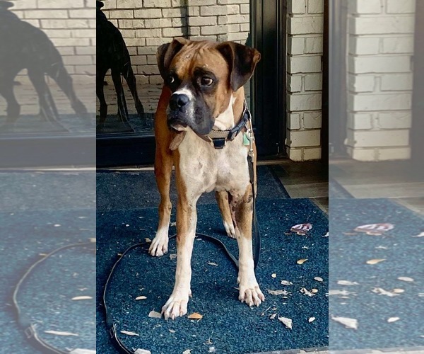 Medium Photo #3 Boxer Puppy For Sale in Dumont, NJ, USA