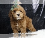 Puppy Deeter AKC Poodle (Toy)