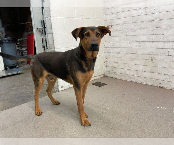 Medium Photo #1 German Shepherd Dog Puppy For Sale in San Bernardino, CA, USA