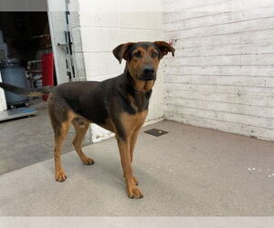 German Shepherd Dog Dogs for adoption in San Bernardino, CA, USA